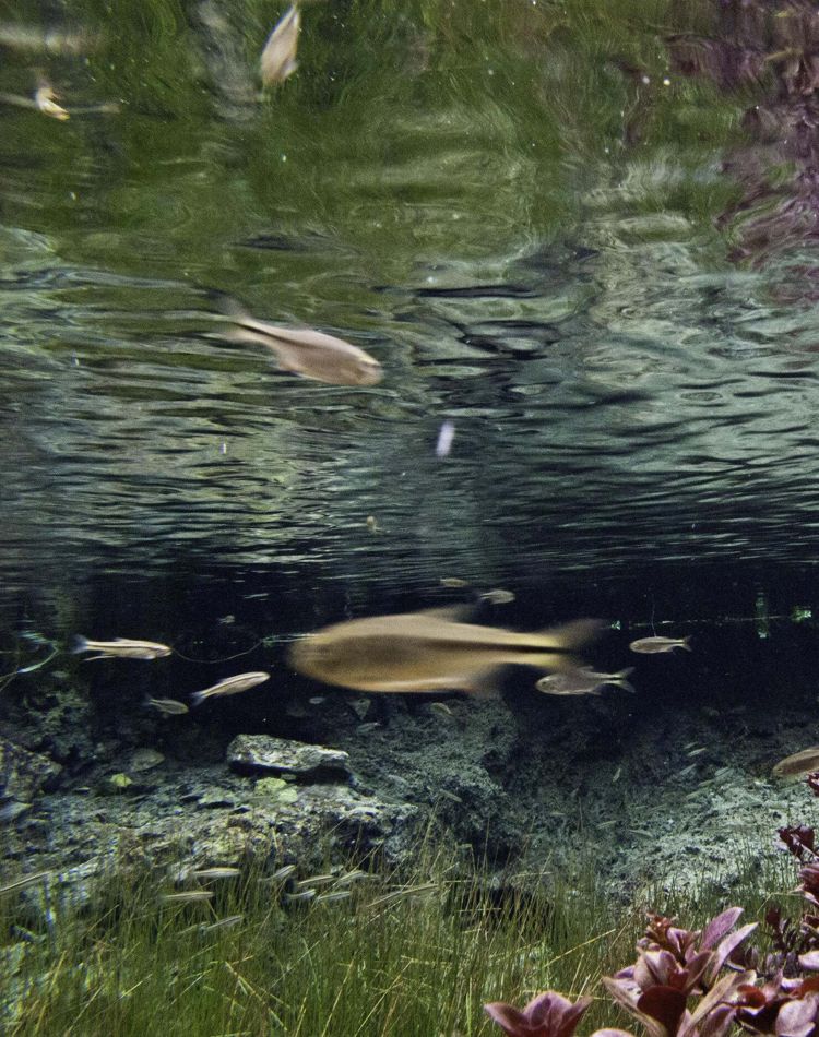 Underwater view of fish swimming in a creek.