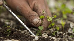  Conservancy’s Lennox Foundation Southmost Preserve in Cameron County, Texas.