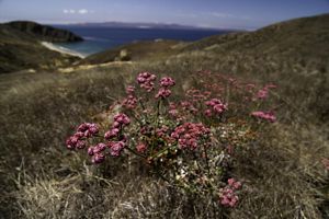 A single plant with red and pink flowers grows amidst a dry landscape on top of hills overlooking the ocean in the distance.