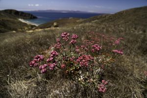 Una planta con flores rojas y rosas crece en medio de un paisaje seco en la cima de las colinas que se asoman al océano al fondo.