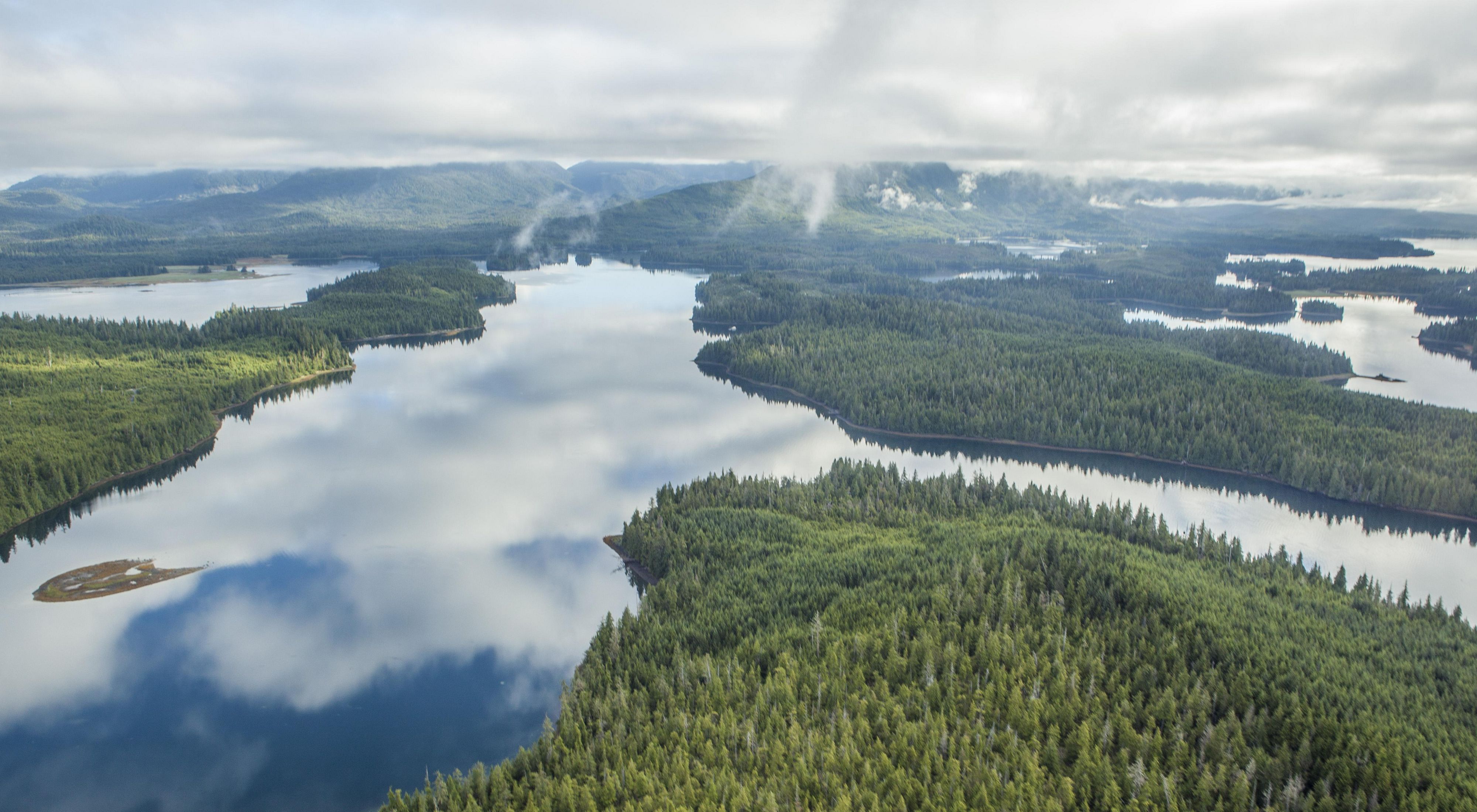 Aerial of cedar and spruce forest divided by rivers and inlets.