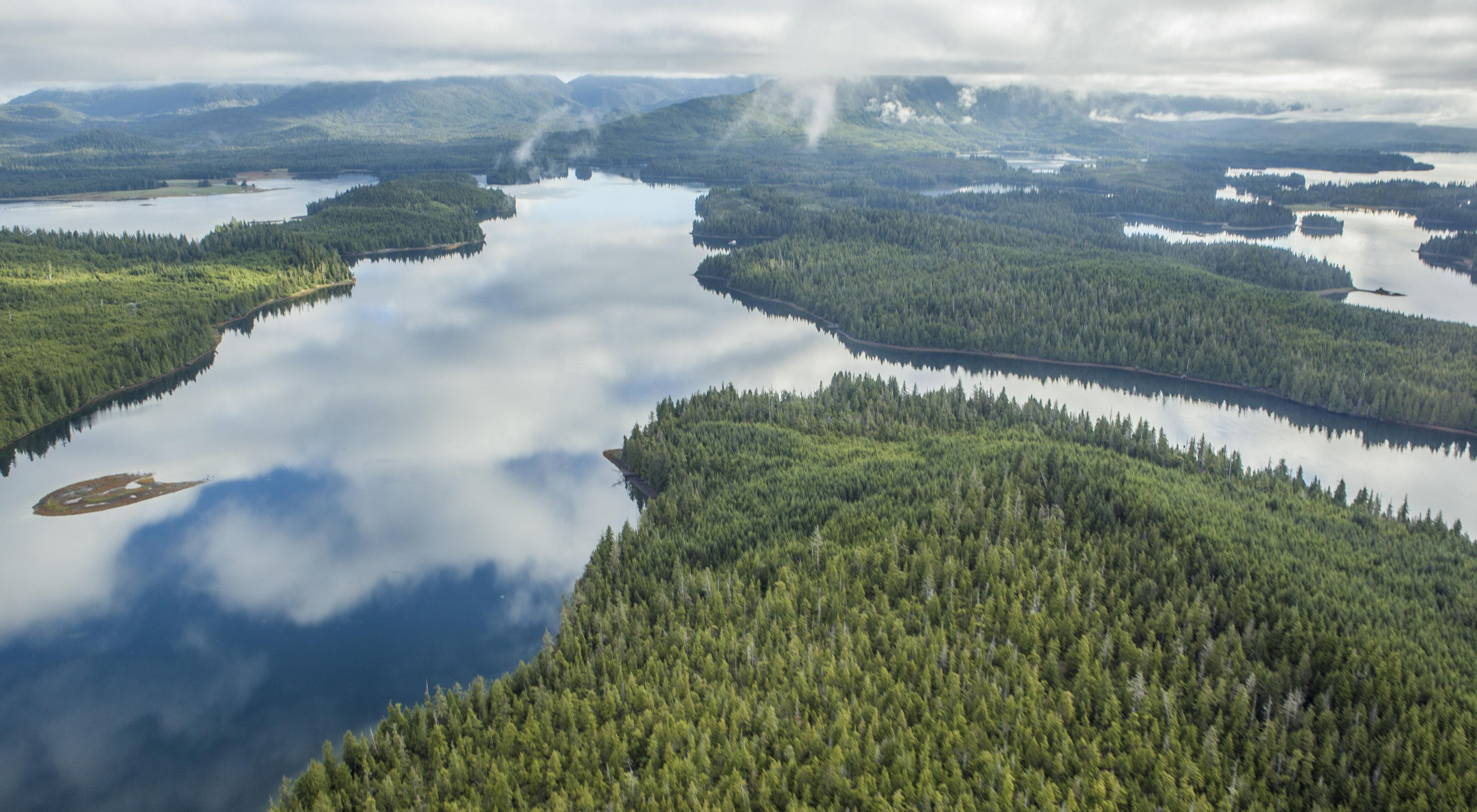 Aerial view of water and forests.