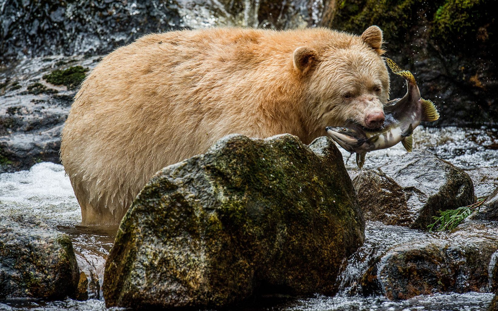 A Kermode bear or "Spirit Bear" Kermode Bear in the Great Bear Rainforest of Canada © John McCormack