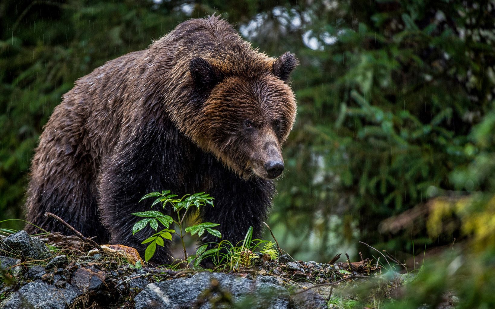 Grizzly Bear Grizzly Bear in the Great Bear Rainforest © Jon McCormack
