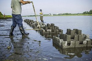 Boots standing in the water in front of oyster reef project. 