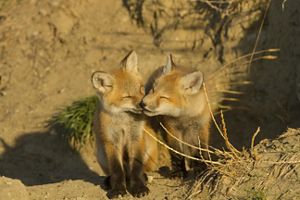 Dos cachorros de zorro rojo se rozan los hocicos.