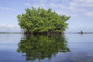 A mangrove in tidal waters.