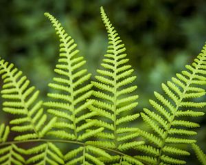 Folhas de uma planta