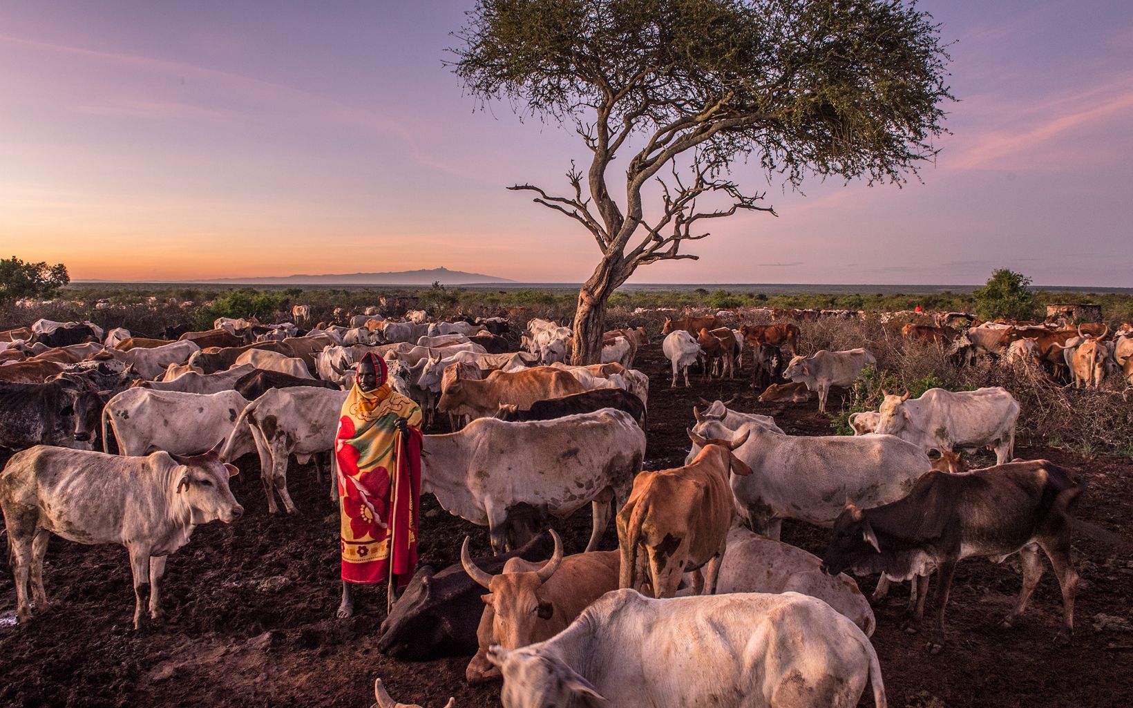 In the field Sakakei Naiptari prepares to milk his cows at Loisaba Conservancy. © Ami Vitale