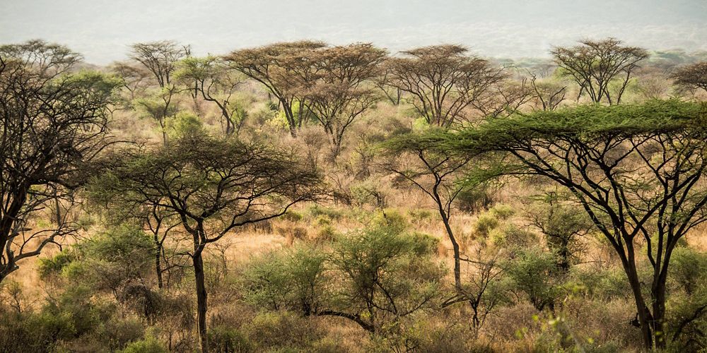small acacia trees dot a grassland landscape, forming a pattern of trees in greens and browns