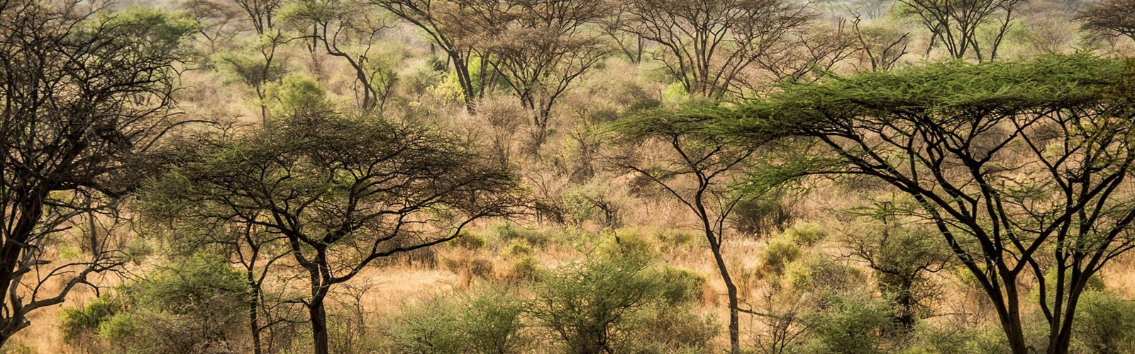 small acacia trees dot a grassland landscape, forming a pattern of trees in greens and browns