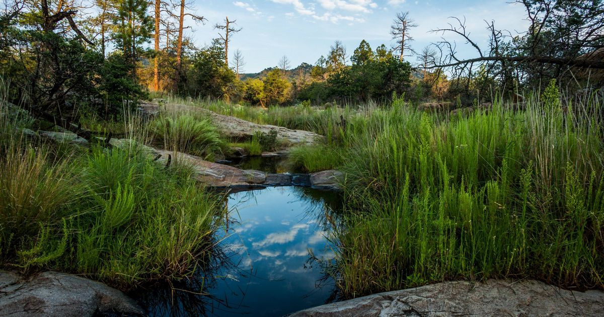 Arundel Preserve