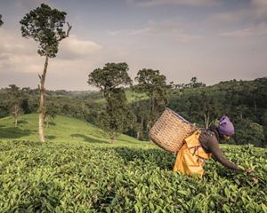 a woman harvesting tea at a hilly tea plantation in Kenya.