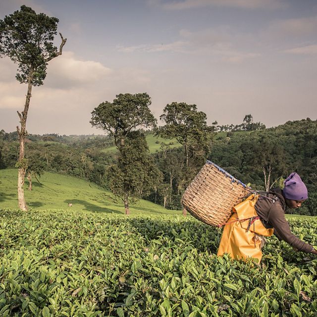 a woman harvesting tea at a hilly tea plantation in Kenya