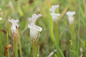 White, tube shaped flowers emerge from a grassy landscape.