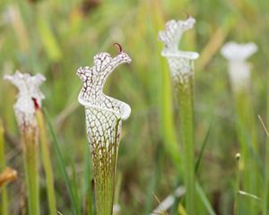 A plant with white petals emerges from a grassy field.