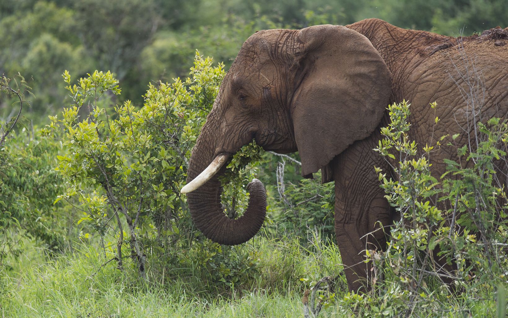 Elephant in the Loisaba Conservancy.