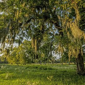 Large trees covered with hanging moss in a field.