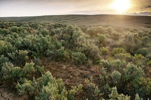 A vast landscape of sagebrush.