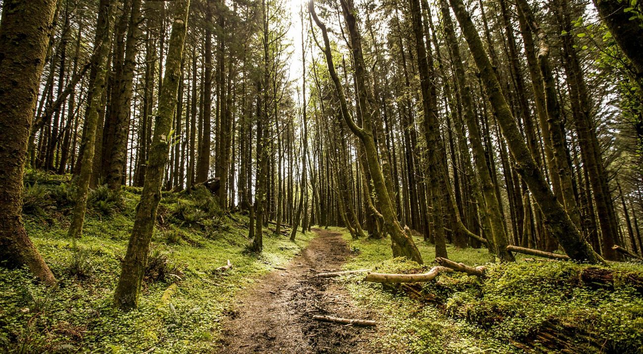 A pathway through a lush forest