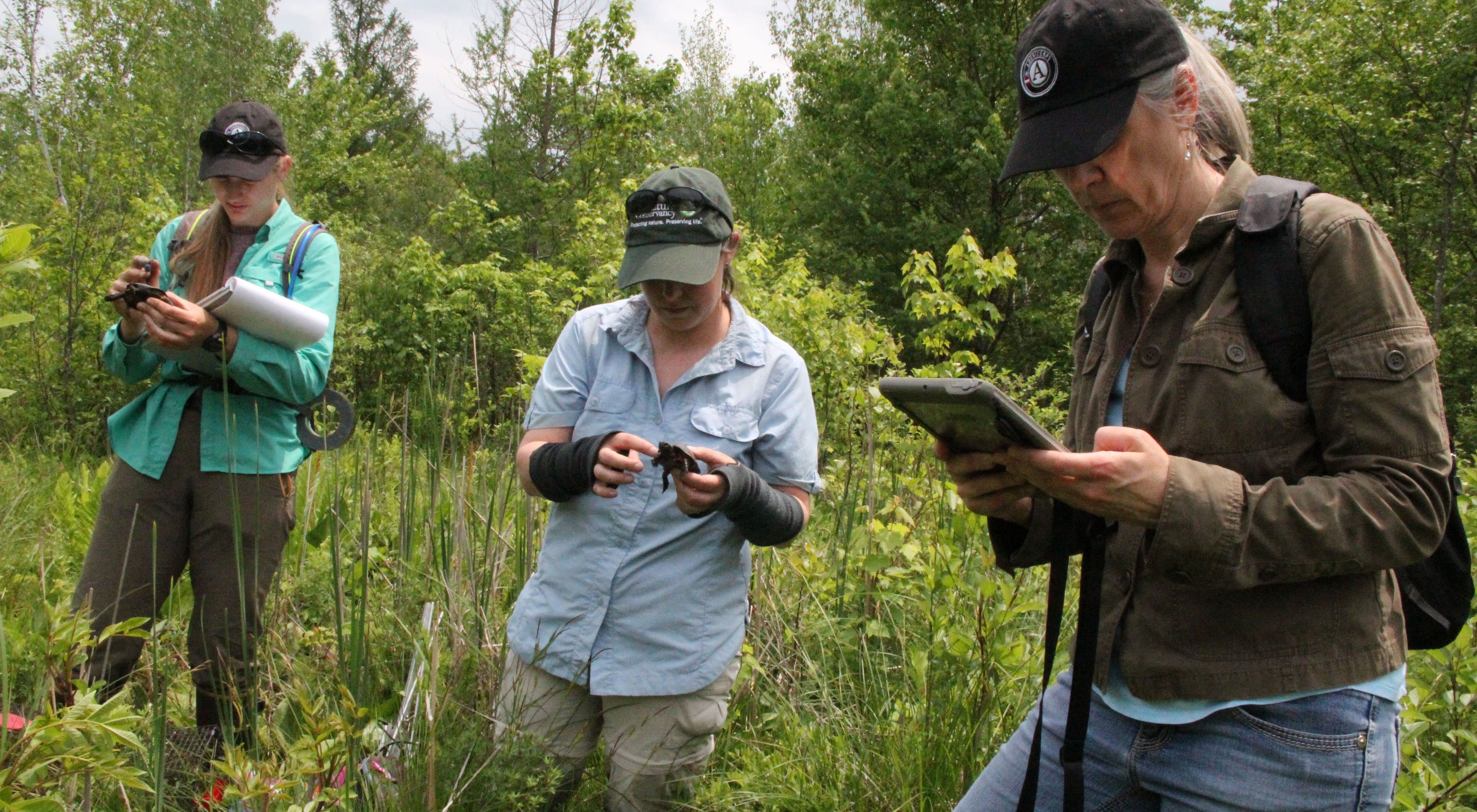 Three women stand in a lush green wetland, all wearing hats. Two are looking down at small turtles they are holding, the other is entering data into an iPad.