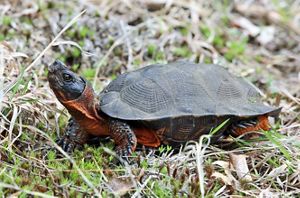 A wood turtle looking up.