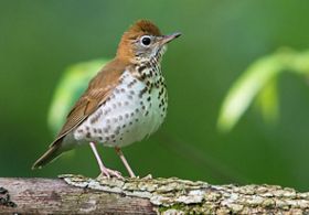 Wood thrush w/ brown top feathers & mottled belly.
