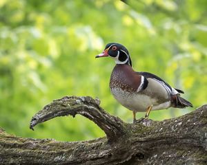 A male wood duck standing on a large branch. 