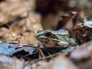 A wood frog is surrounded by leaves on a forest floor. 