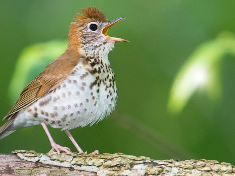 A wood thrush opens its mouth while on a log.