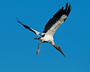 Wood stork in flight.