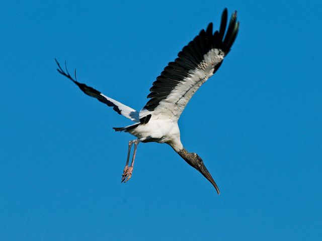 Wood stork in flight against a deep blue cloudless sky.