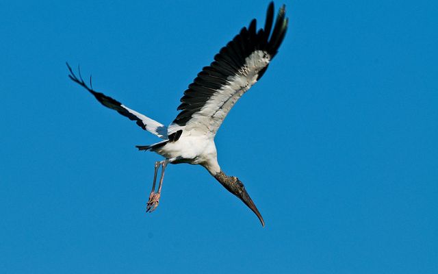 Wood stork in flight against a deep blue cloudless sky.