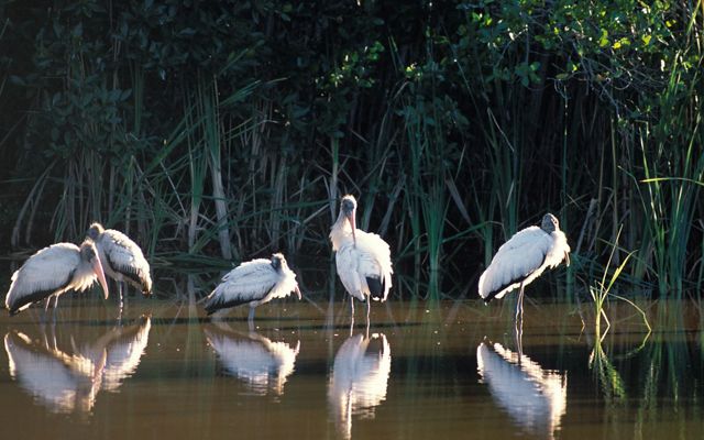 Five wood storks stand in shallow water with marsh grasses in the background.