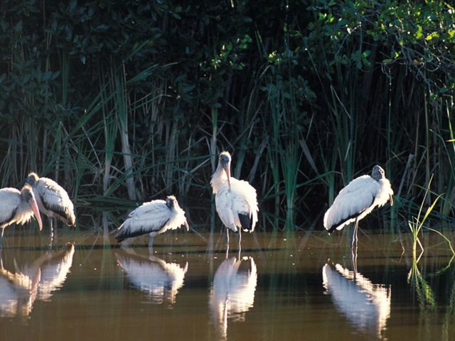 Five wood storks stand in shallow water with marsh grasses in the background.