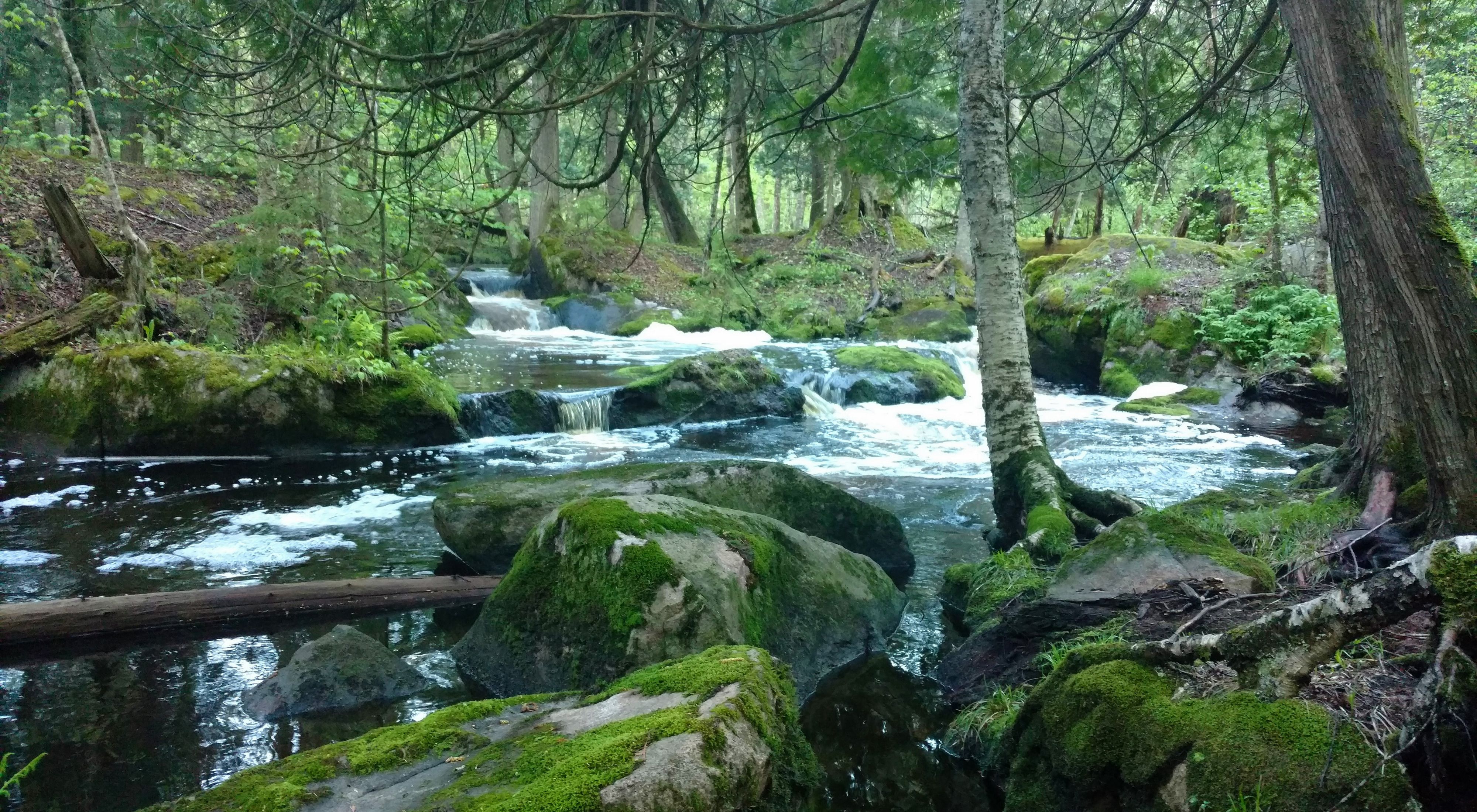 Water in a small stream flows over a series of rock ledges among boulders covered with moss and surrounded by a conifer forest.