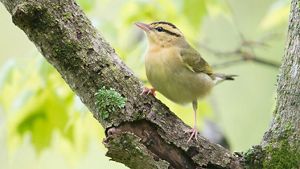 A worm-eating warbler, a small yellow bird with black stripes on its face, perches on a branch.