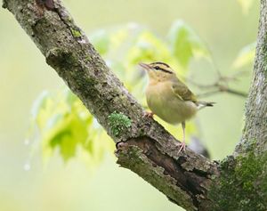 A worm-eating warbler sits on tree branch.