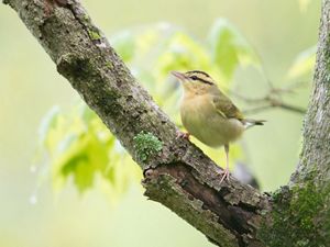 Small, yellow worm-eating warbler perched on tree limb.