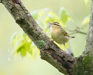 Small, yellow worm-eating warbler perched on tree limb.