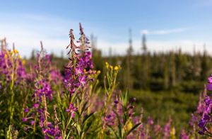 Purple wildflowers bloom in the foreground of a boreal forest landscape, with evergreen trees softly blurred in the background beneath a blue sky.
