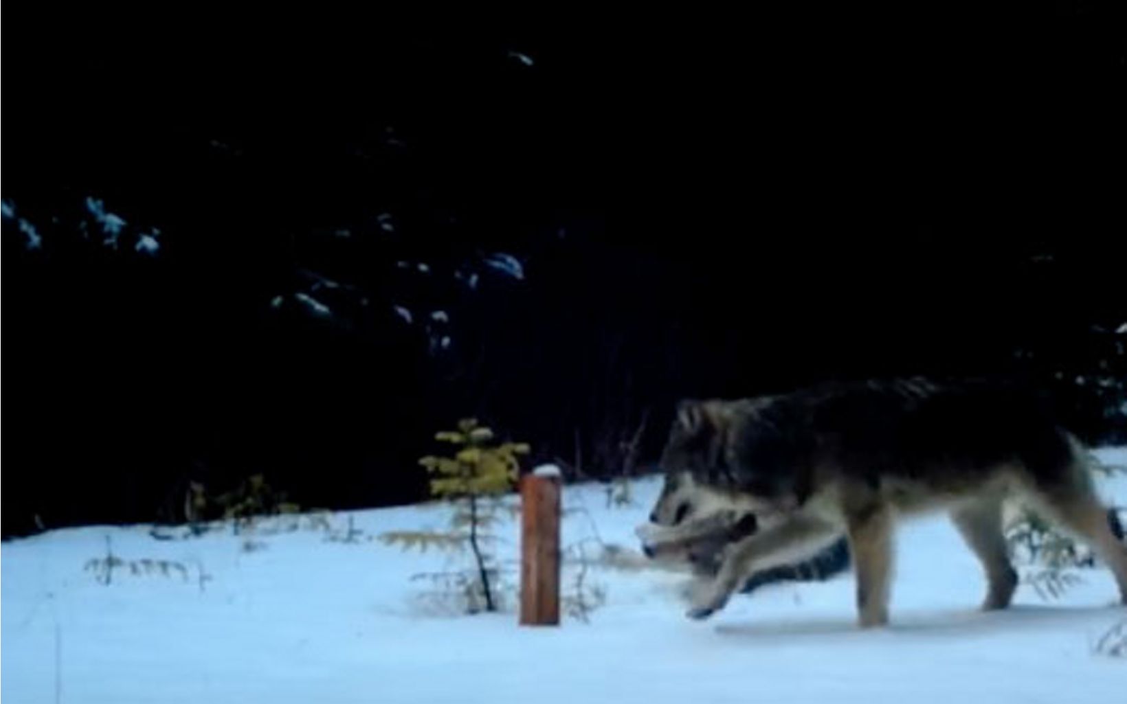 Screenshot from trail camera footage of  wolves in Alaska.