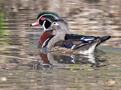 Pair of wood ducks on water