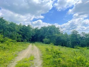 A cleared path of dirt in a grassy field disappears into a tree line. 