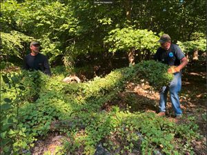 Volunteers removing Japanese stiltgrass at Hamer Woodlands at Cove Mountain, Pennsylvania.