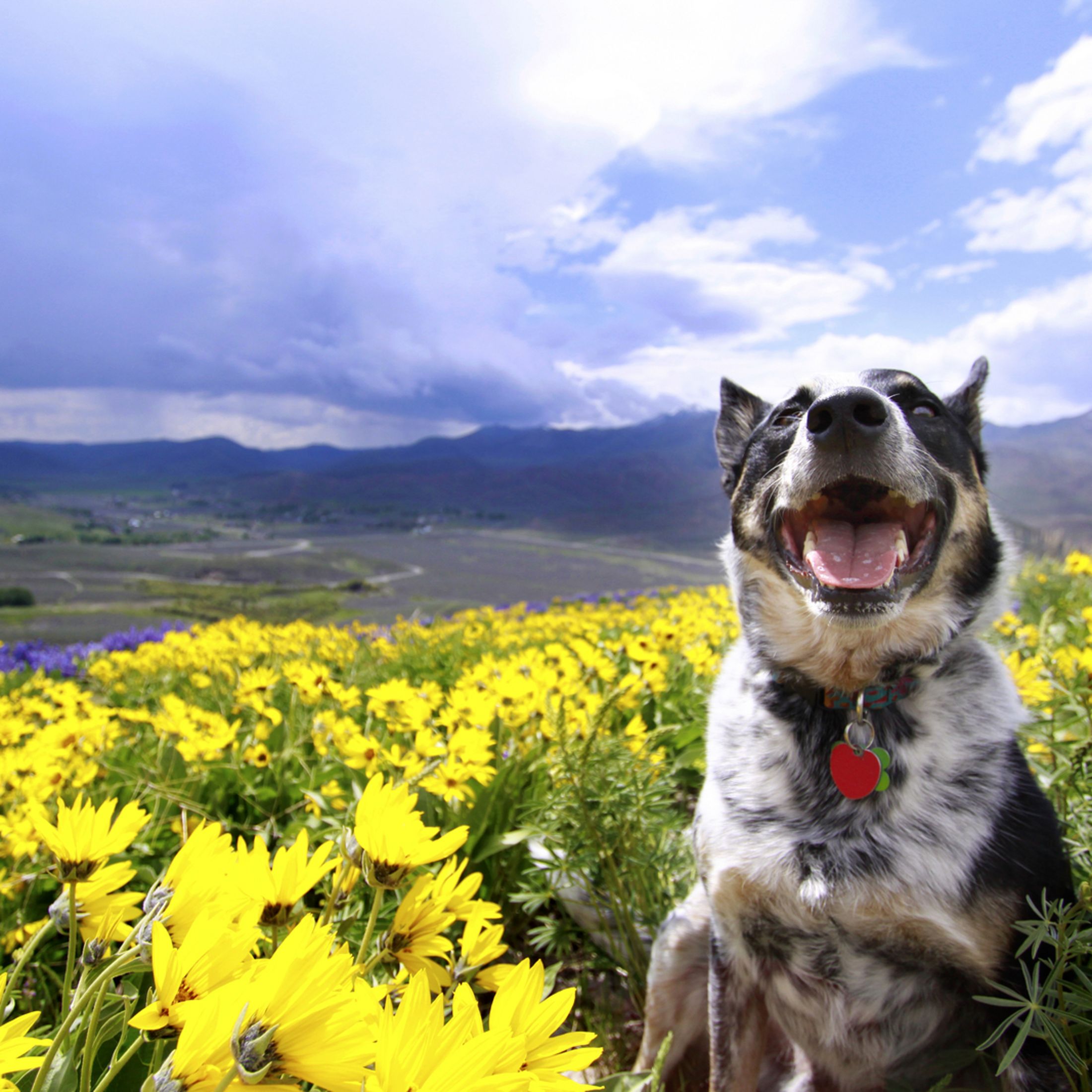 Rocket the dog frolics in a field of flowers in Colorado Gulch, Haley, Idaho.  