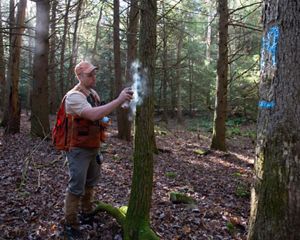 A man with a fest marks a tree with paint.