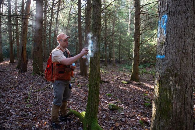 A forester wearing a red vest uses spray paint to mark a tree in the forest. A tree in the foreground has already been tagged with a blue paint mark.