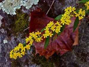 A zigzag row of small yellow wreath goldenrod flowers arranged along a green stem.