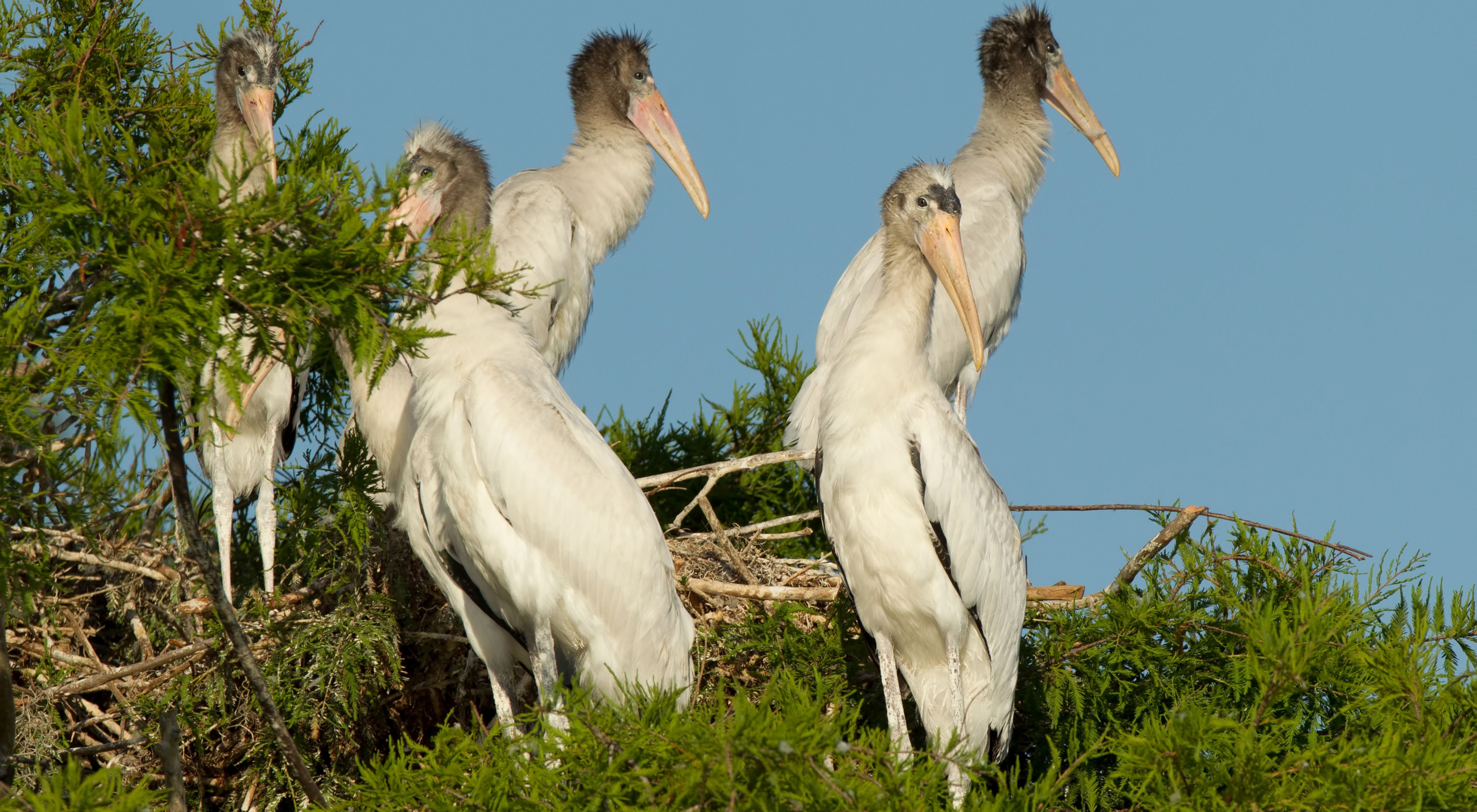 Juvenile wood storks sitting in a nest surrounded by foliage.